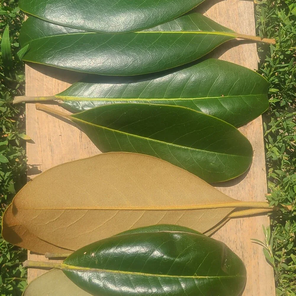 Fresh magnolia leaves